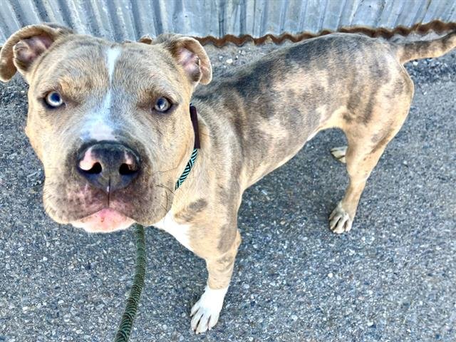 BUSTER - American Pit Bull Terrier available for adoption