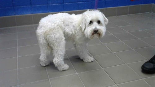 ARES - Miniature Schnauzer available for adoption