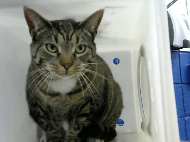 STORM - Domestic Short Hair available for adoption