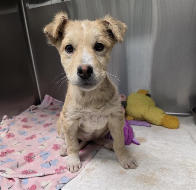 SAMMIE - Australian Cattle Dog/Blue Heeler available for adoption