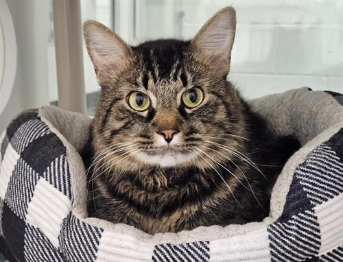 LOUIS - Domestic Short Hair available for adoption