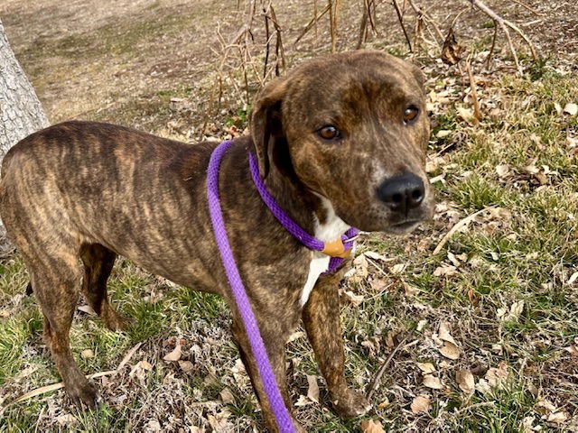 SCULLY - American Pit Bull Terrier available for adoption