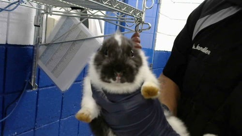 JERRY - Shorthaired Rabbit available for adoption