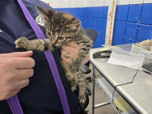 ANNIE - Domestic Short Hair available for adoption