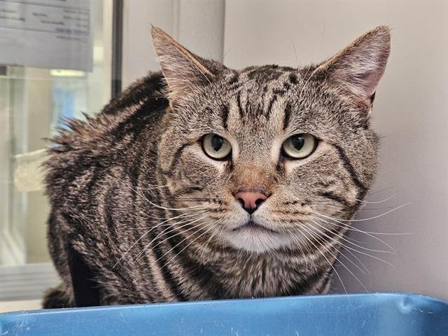 DUKE - Domestic Short Hair available for adoption