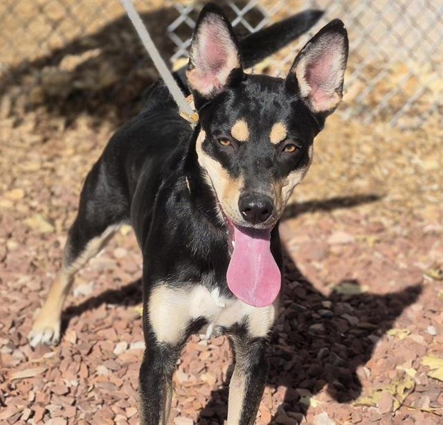 SIERRA - Australian Cattle Dog/Blue Heeler available for adoption