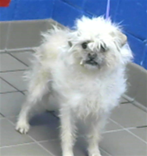 COCOA - Pug available for adoption