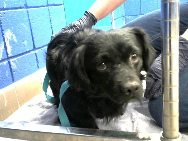 ROCKET - Chihuahua available for adoption