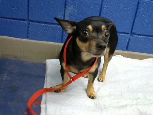 BEAN - Chihuahua available for adoption