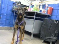 BLIPPI - Photo 1