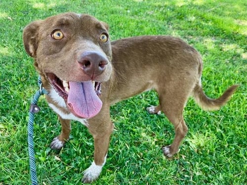 SPUD - Labrador Retriever / Australian Cattle Dog/Blue Heeler available for adoption