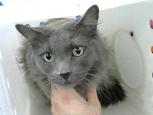 SMOKE - Domestic Long Hair available for adoption
