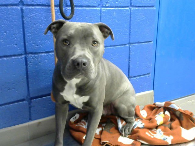 ZIYEAR - American Pit Bull Terrier available for adoption