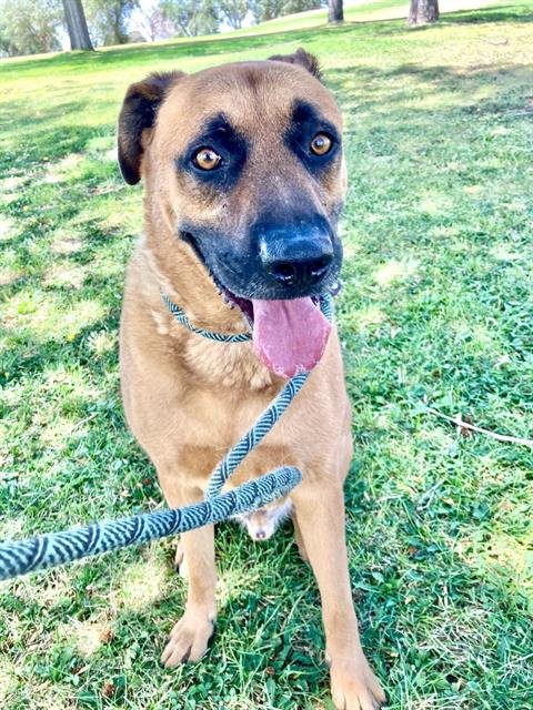 ARLO - German Shepherd Dog available for adoption
