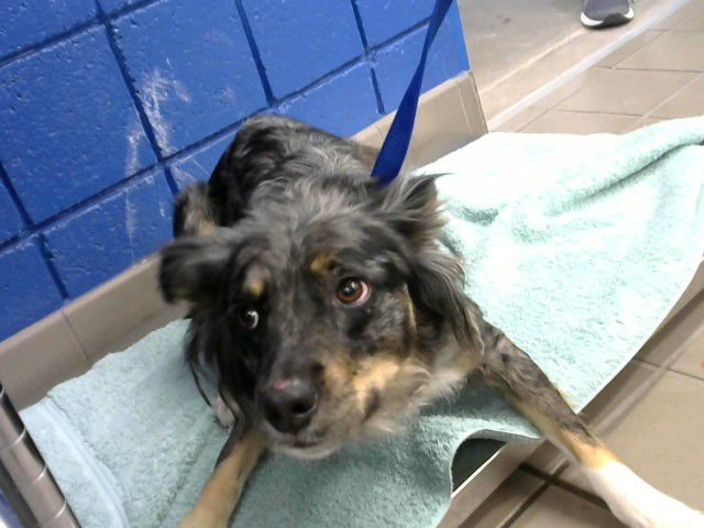 BABY BLU - Australian Shepherd available for adoption