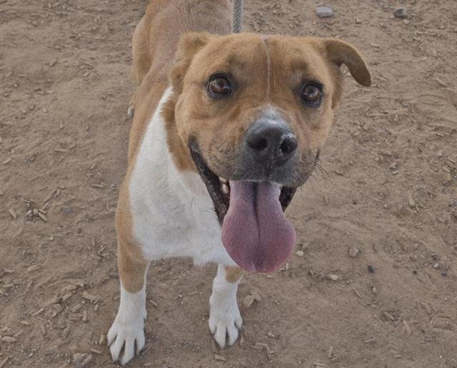 BRUNO Image