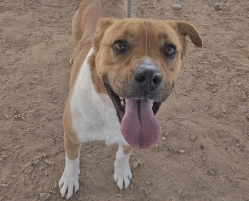 BRUNO - Labrador Retriever available for adoption
