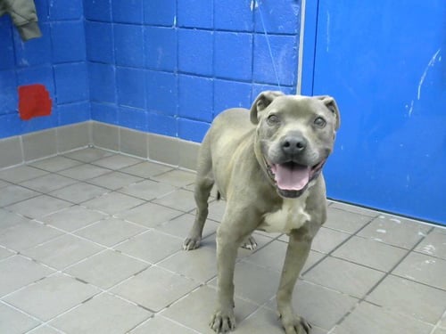 STALLONE - Pit Bull Terrier available for adoption