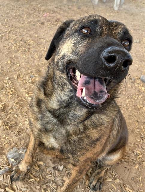 GILLIAN - German Shepherd Dog available for adoption