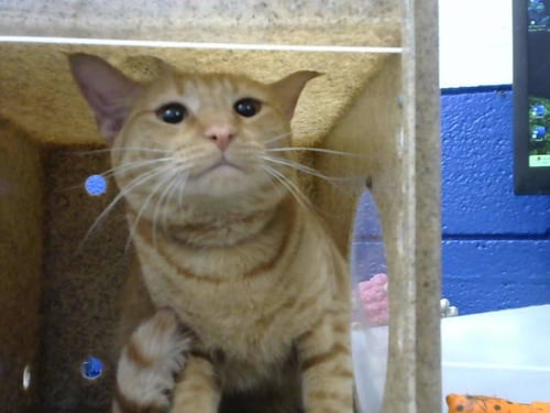 OLIVE - Domestic Short Hair available for adoption