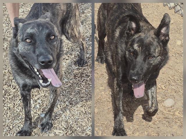 BOY - Dutch Shepherd available for adoption