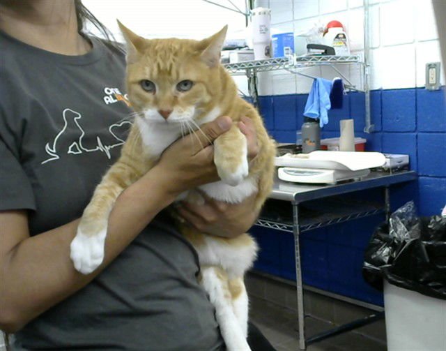 TIM - Domestic Short Hair available for adoption