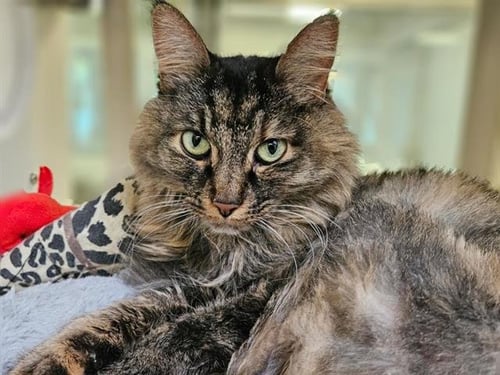 MUFFIN - Domestic Long Hair available for adoption