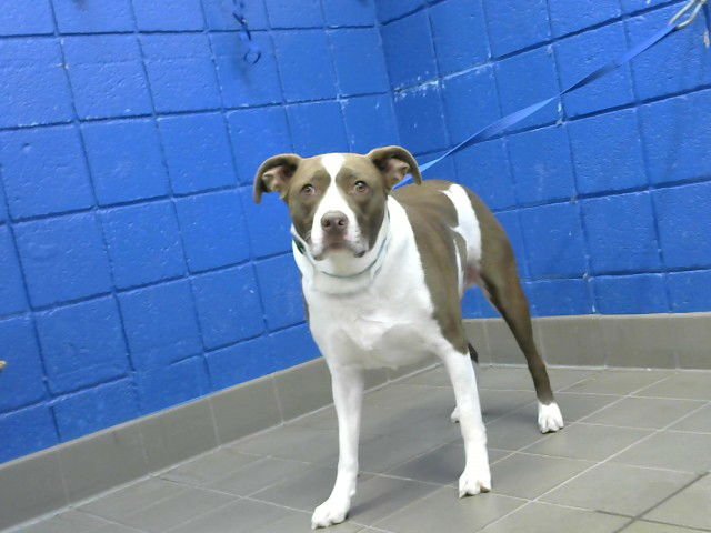 BJORN - Pit Bull Terrier available for adoption