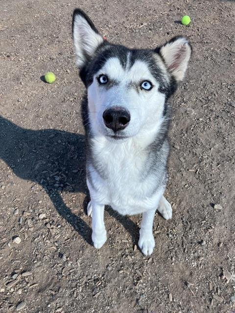 COOKIE - Siberian Husky available for adoption