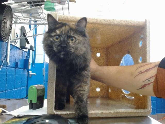 SNOOKI - Domestic Long Hair available for adoption