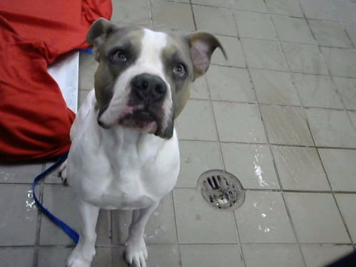CARDENAS - American Pit Bull Terrier available for adoption