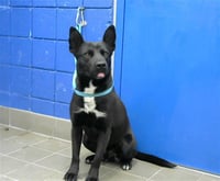 CHONGO - Photo 1