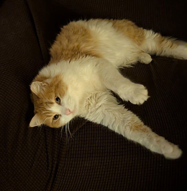 BOO BOO - Domestic Long Hair available for adoption