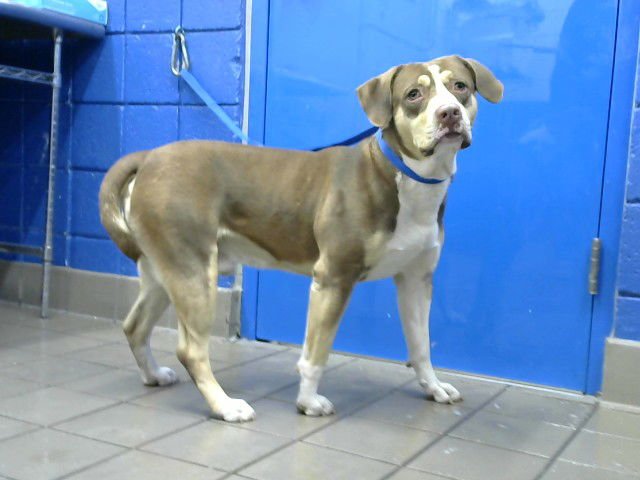 TUX - American Pit Bull Terrier available for adoption