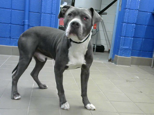 LUIGI - American Pit Bull Terrier available for adoption