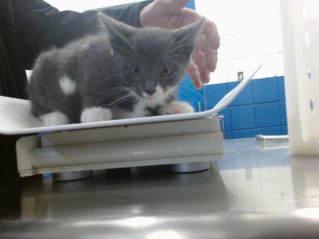 SMOKEY - Domestic Short Hair available for adoption