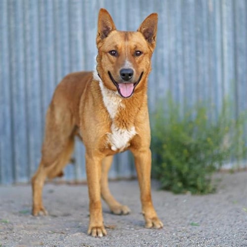 COCO - German Shepherd Dog available for adoption