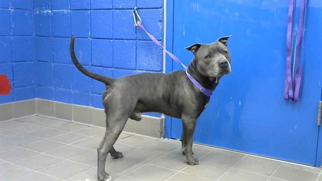 PRETZEL PREZ - American Pit Bull Terrier available for adoption