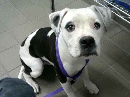 GRAVY - American Pit Bull Terrier available for adoption