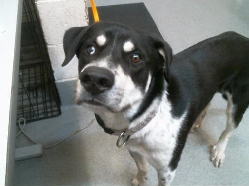 BENTLEY - Australian Cattle Dog/Blue Heeler available for adoption