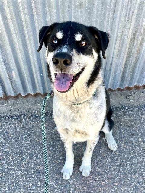 BENTLEY - Australian Cattle Dog/Blue Heeler available for adoption
