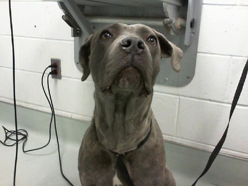 FLACA - Cane Corso Mastiff available for adoption