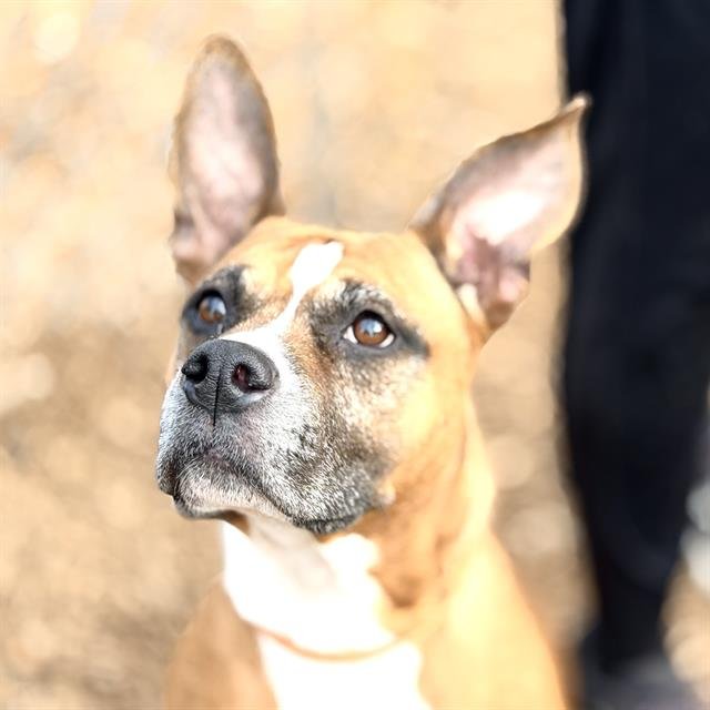 LIEUTENANT - Boxer available for adoption