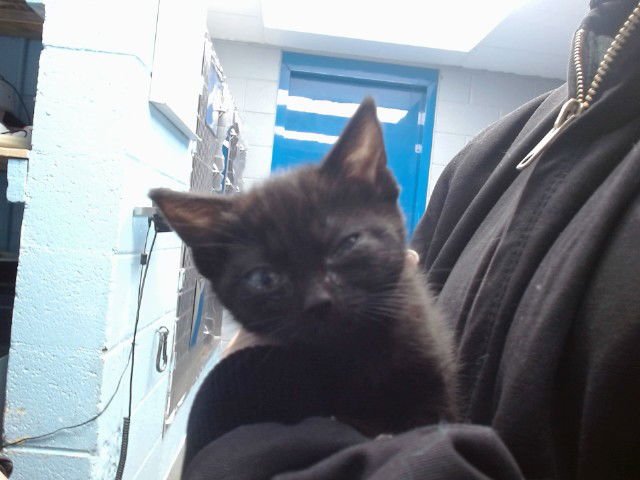 CLOUD - Domestic Short Hair available for adoption