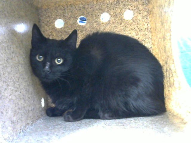 GUMMY BEAR - Domestic Medium Hair available for adoption