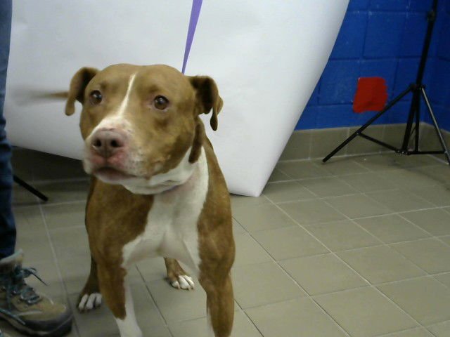MANLY MAN - Pit Bull Terrier available for adoption