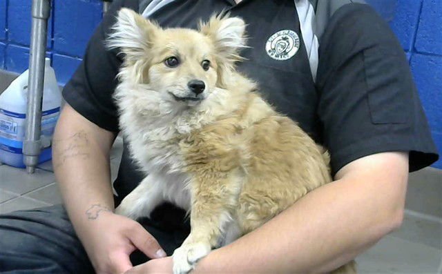 CANDICE - Pomeranian available for adoption