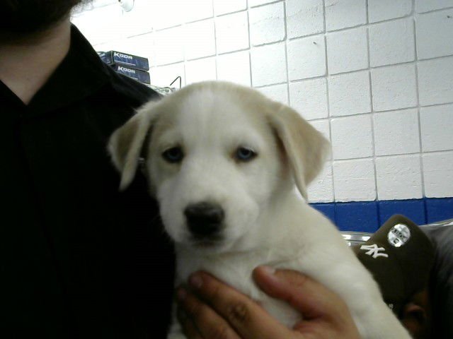 CORVETTE - Labrador Retriever available for adoption