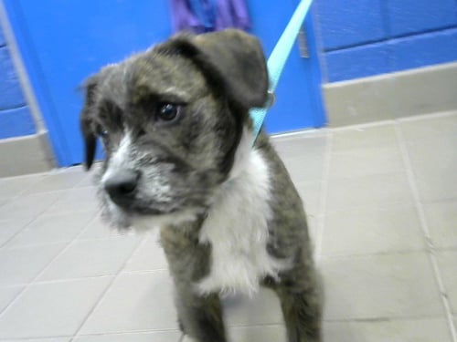 TOBBY - Skye Terrier available for adoption