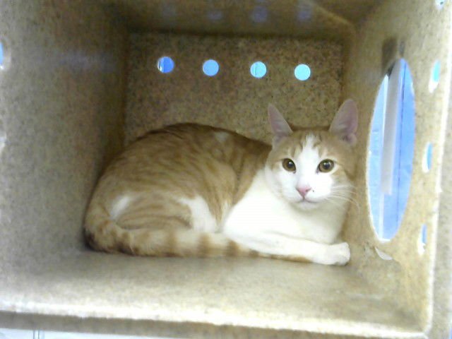 GERALD - Domestic Short Hair available for adoption